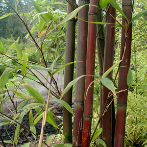 The Bamboo Nursery